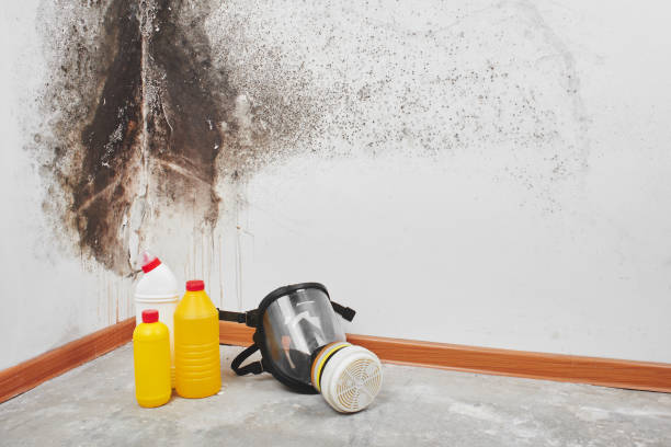 Best Professional Mold Removal  in Liberty Triangle, FL