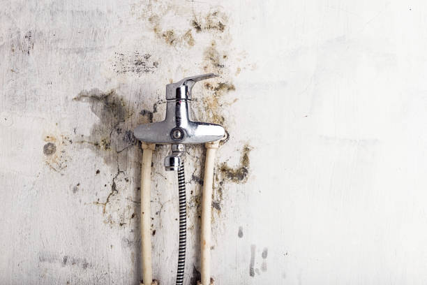 Best Mold Cleaning Services  in Liberty Triangle, FL