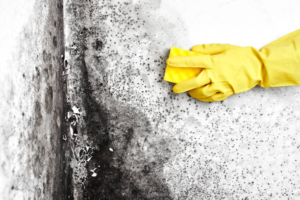 Best Emergency Mold Removal  in Liberty Triangle, FL