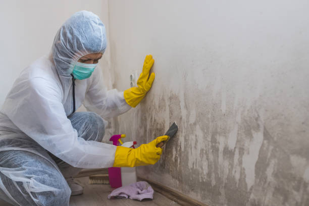 Best Certified Mold Removal  in Liberty Triangle, FL