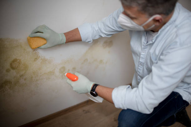 Best Affordable Mold Removal  in Liberty Triangle, FL