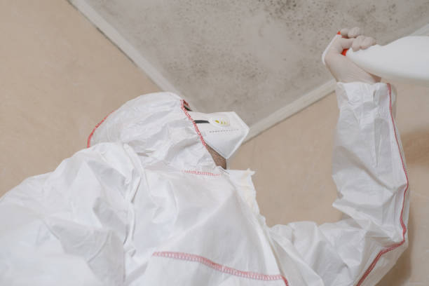 Best Office Mold Removal Services  in Liberty Triangle, FL