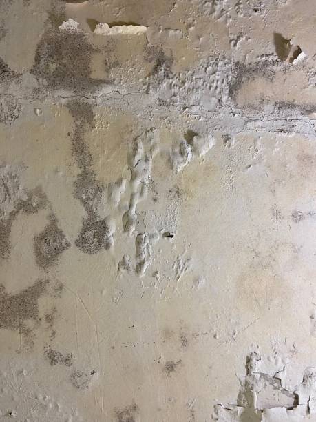 Best Fast Mold Removal  in Liberty Triangle, FL