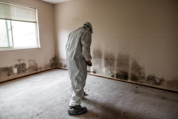 Best Toxic Mold Removal  in Liberty Triangle, FL