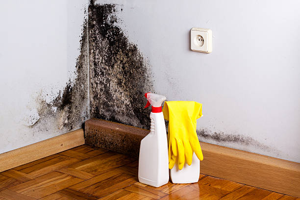 Best Black Mold Removal  in Liberty Triangle, FL