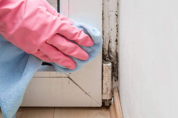 Best Mold Remediation  in Liberty Triangle, FL