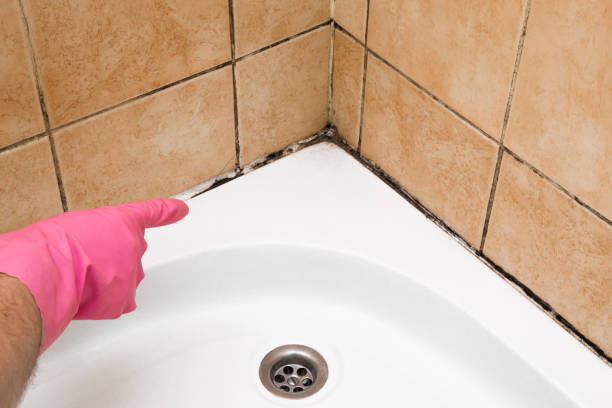 Mold Removal and Inspection in Liberty Triangle, FL